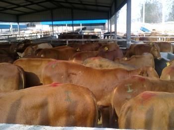 Shanxi Beef Calf Prices - Agricultural Products - World Factory Network Translation Service