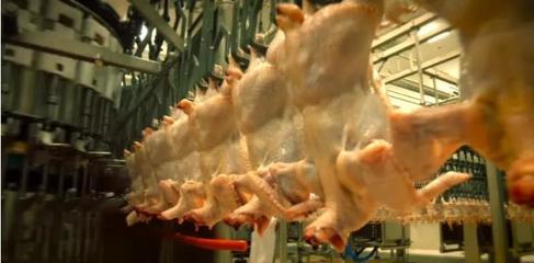 中国暂停美国第二家禽肉加工厂进口 行业疫情危机与影响分析